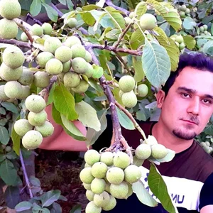 صادرات صادرات