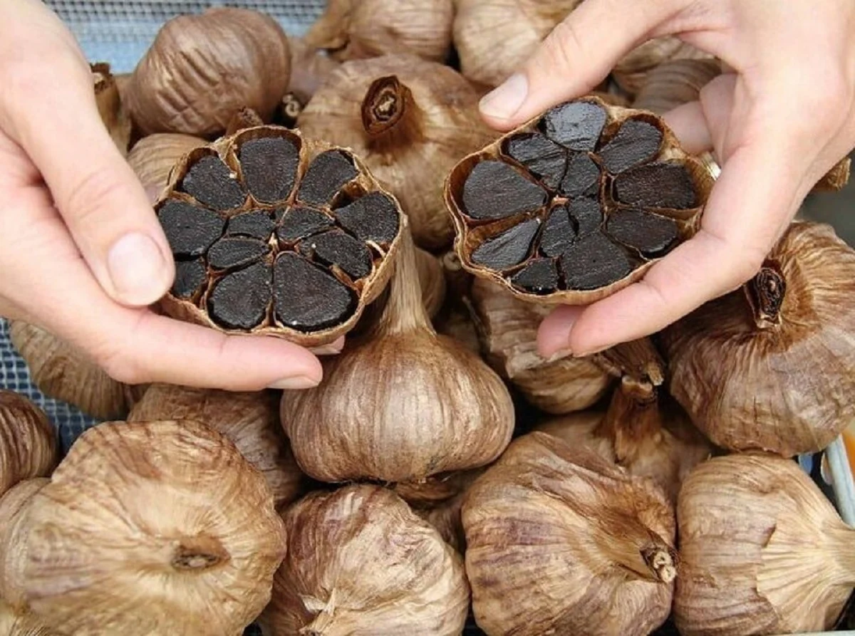 &nbsp;بهترین روش مصرف سیر سیاه : چه بخوریم چه مقدار و...