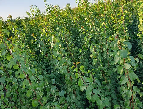 مطالب عمومی مطالب عمومی