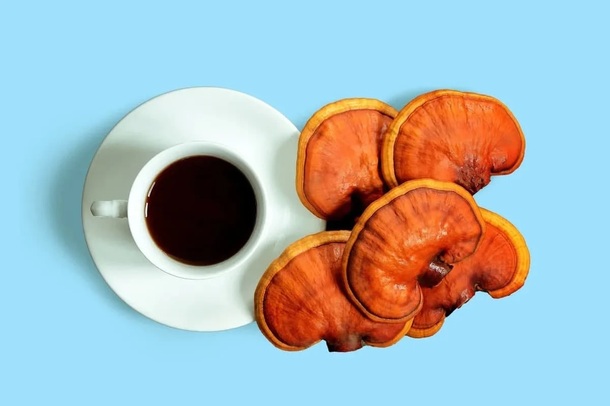 گانودرما