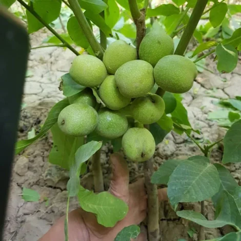 اقتصادی اقتصادی