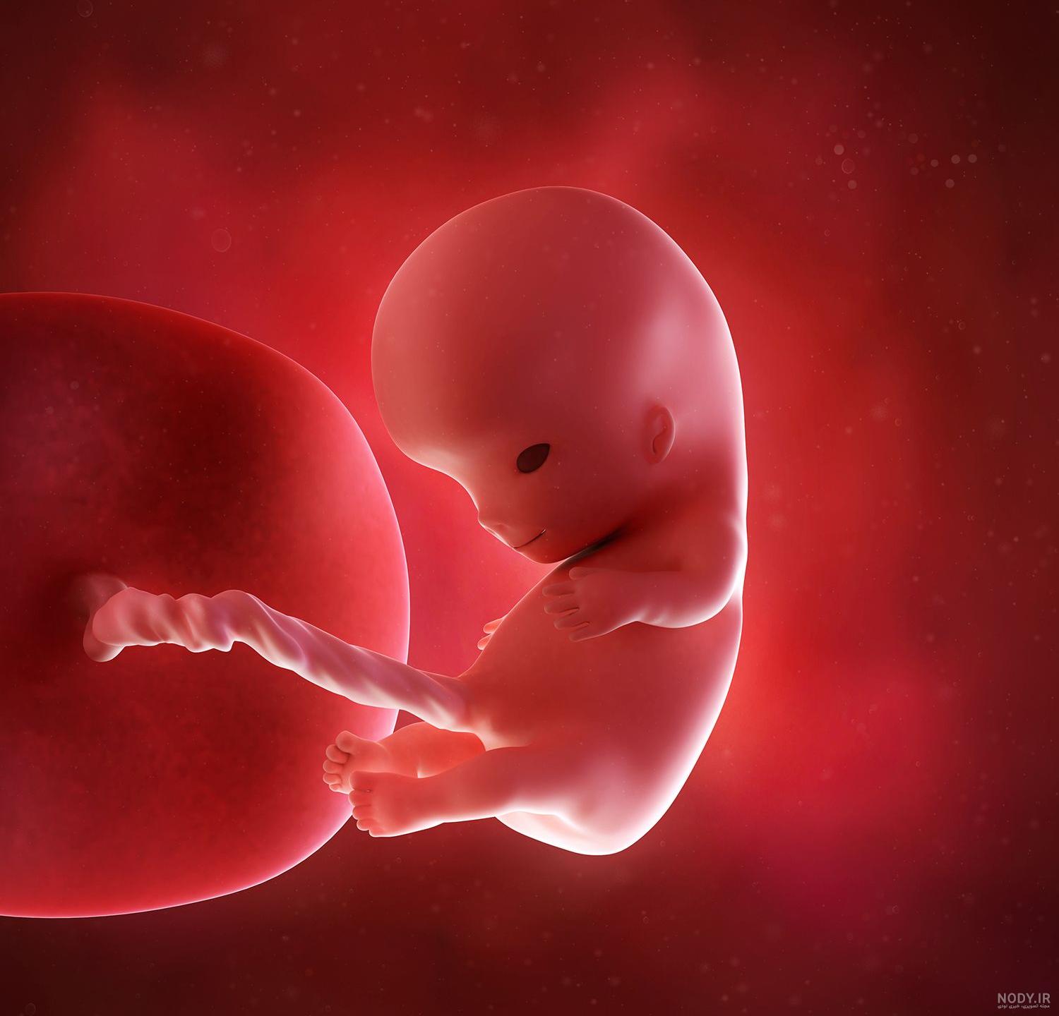 اندازه جنین دو ماهه | تشخیص جنسیت جنین در ماه دوم بارداری