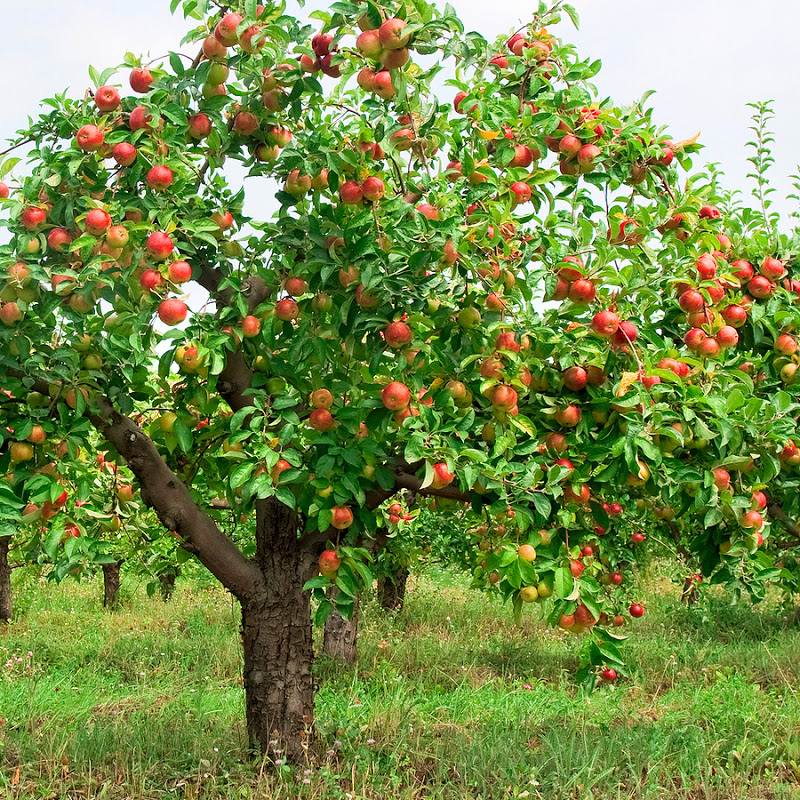 تصاویر هرس درخت سیب | زمان هرس درخت سیب