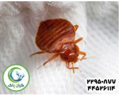 مطالب میجیک