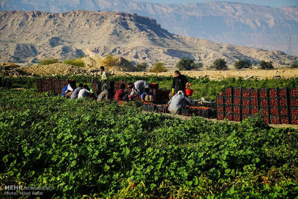 زنان روستایی ستون اصلی تولیدات کشاورزی هستند - خبرگزاری مهر | اخبار ایران و جهان